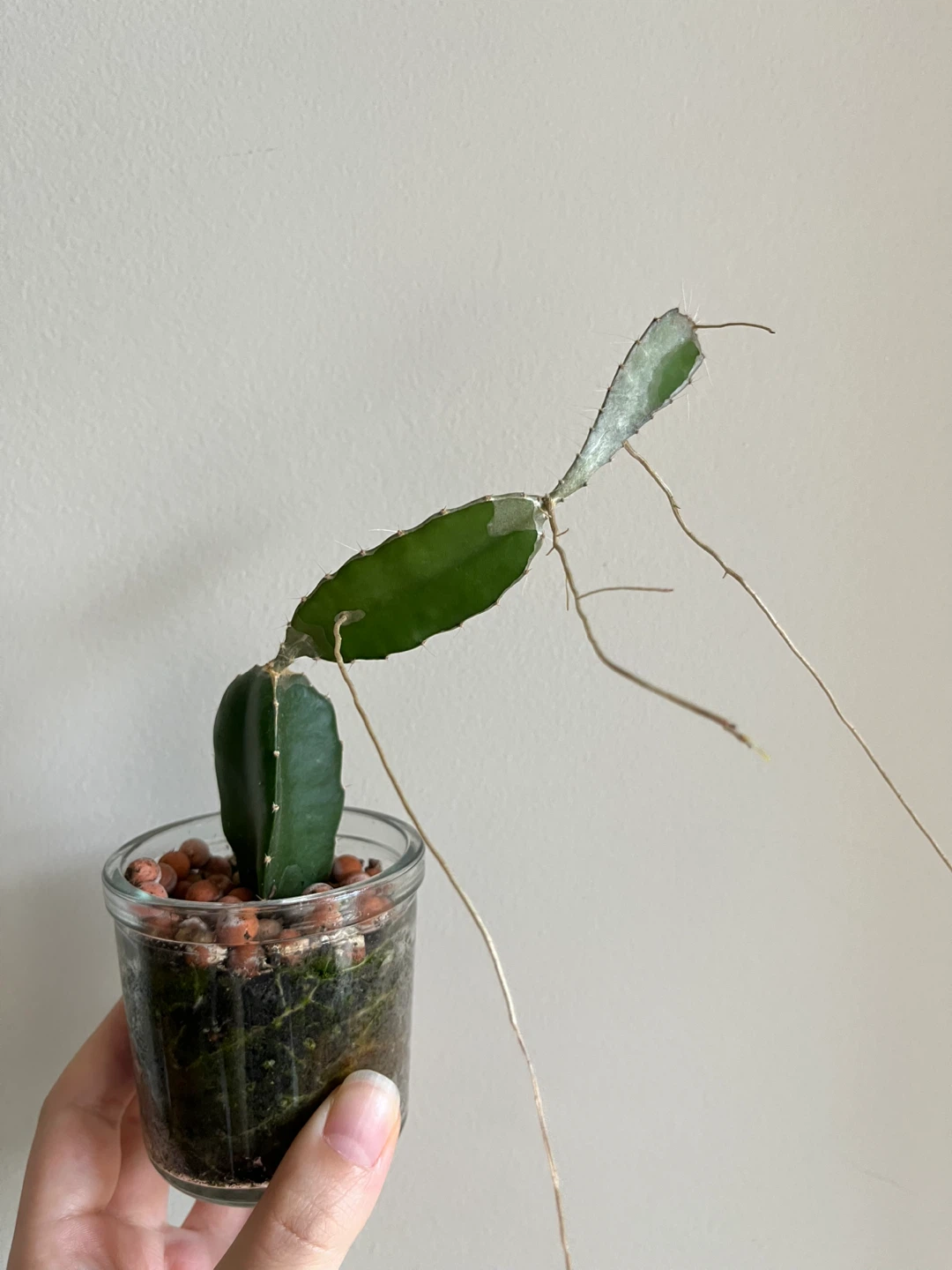 Cute Cactus in a glass pot