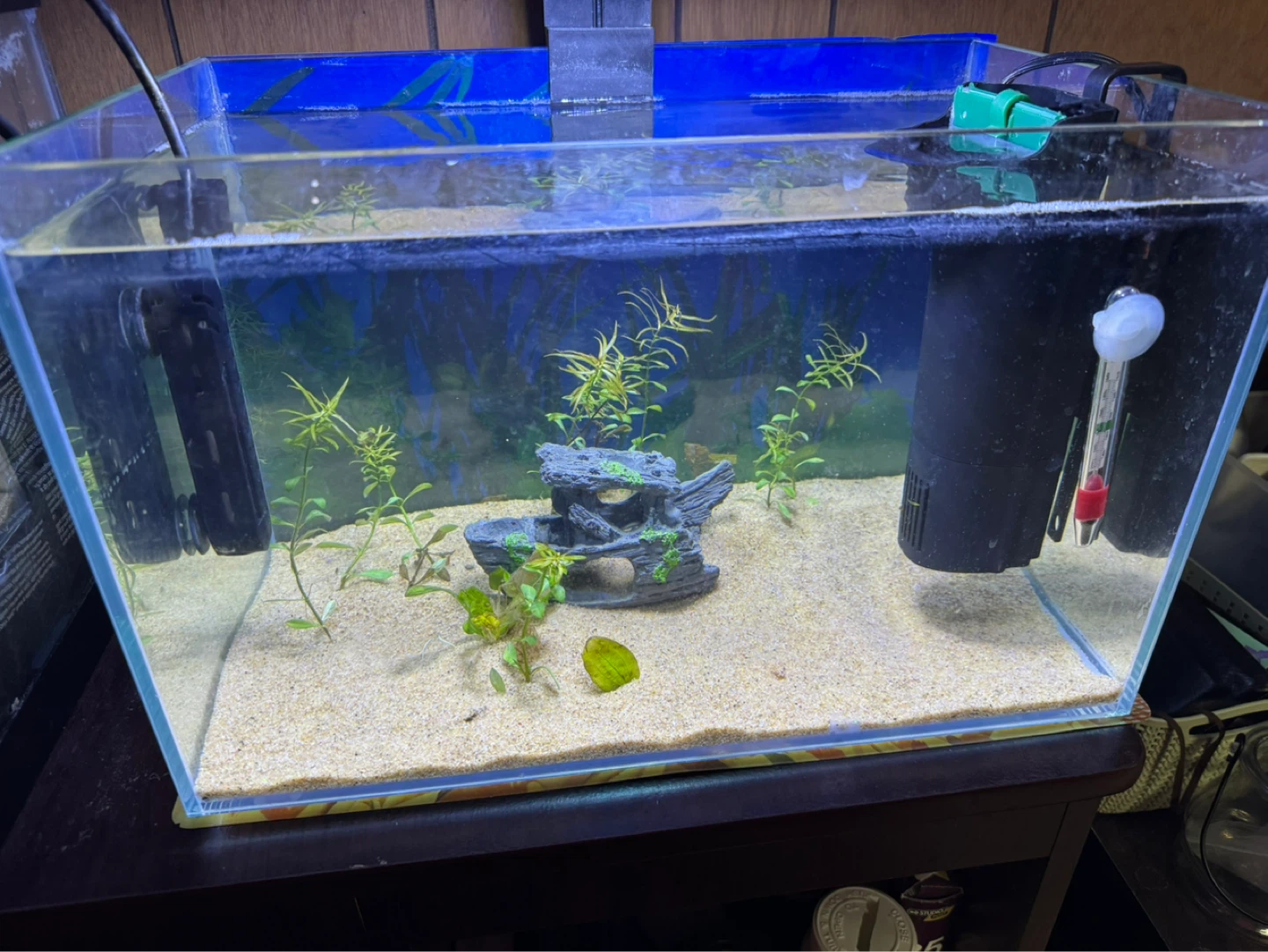 RIMLESS TANK+LED LIGHT+HEATER+FILTER +SAND+DECOR+PLANTS & MORE - photo 4