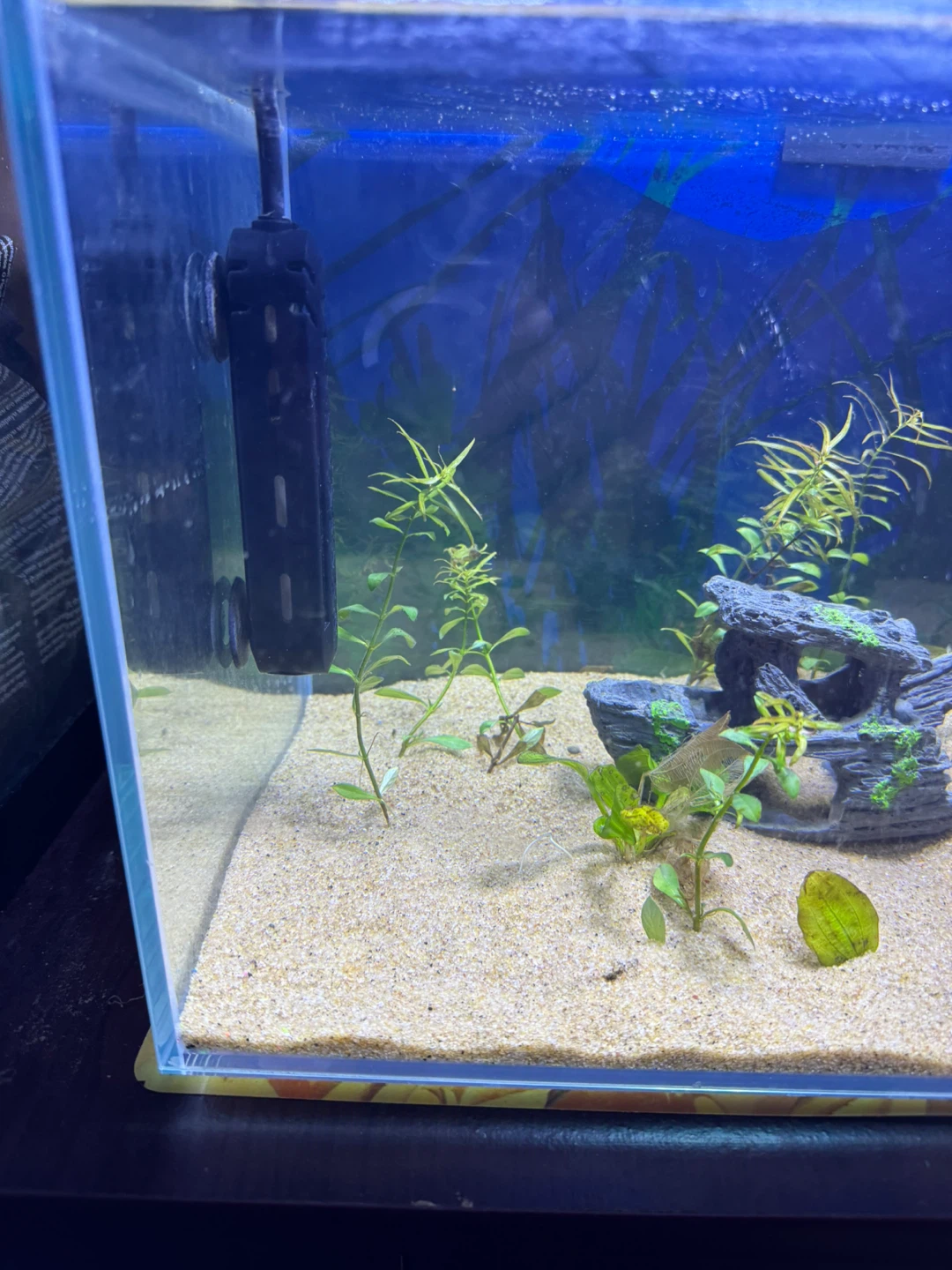 RIMLESS TANK+LED LIGHT+HEATER+FILTER +SAND+DECOR+PLANTS & MORE - photo 5