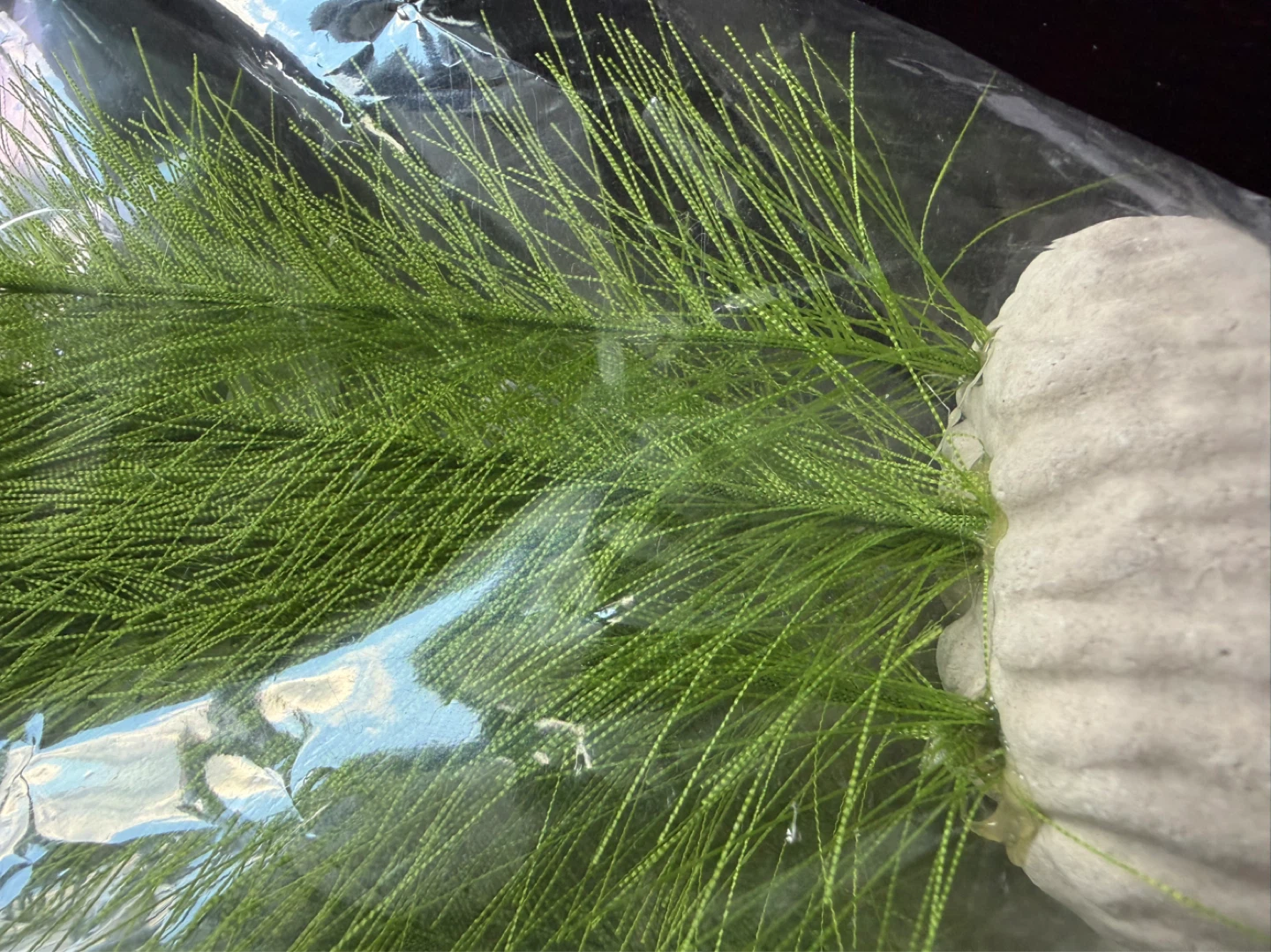 4 pieces Green Decorative Aquarium Branches (40cm) - photo 4
