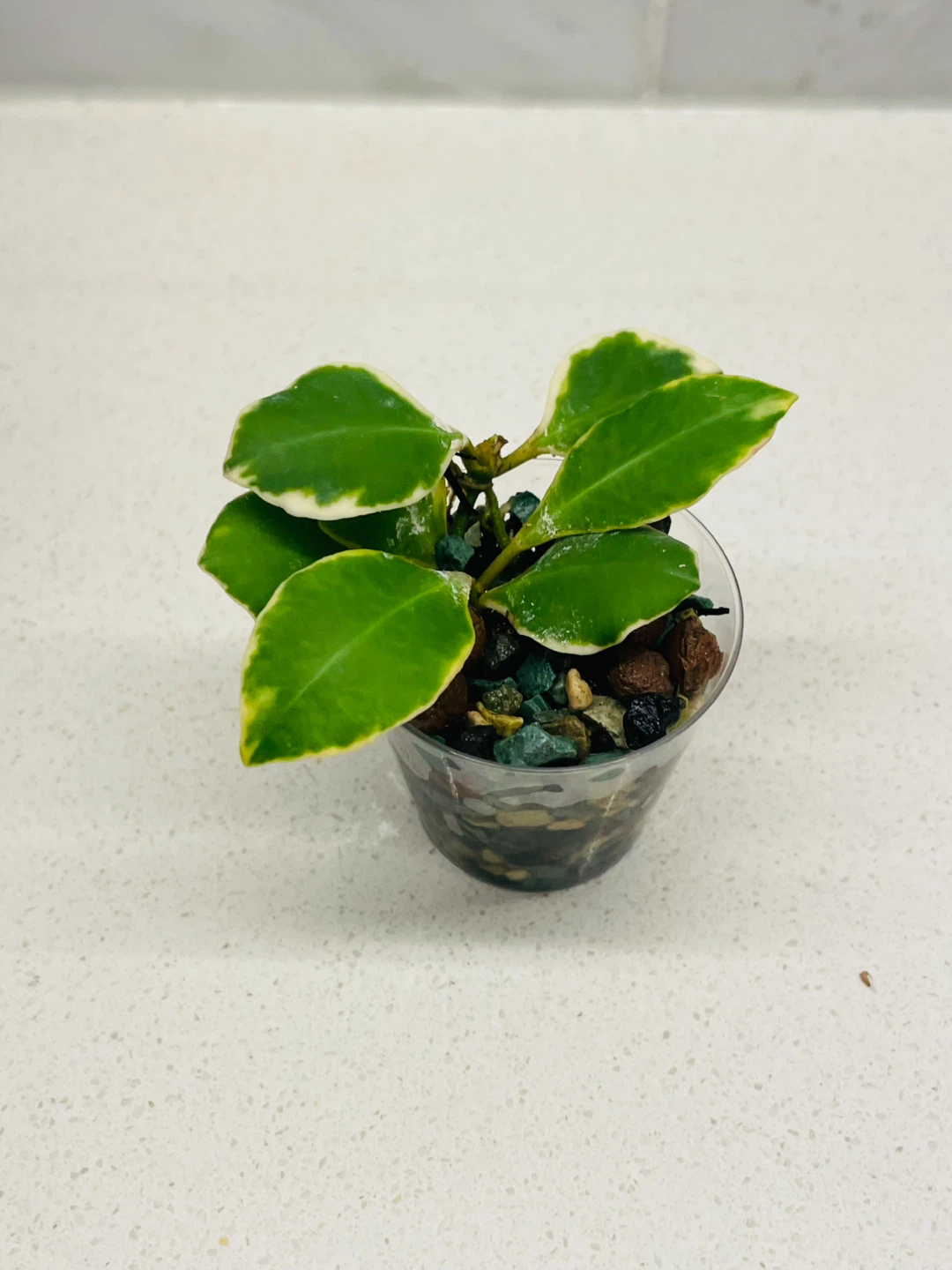 Rare Variegated Hoya Heuschkeliana 🌱 - photo 3