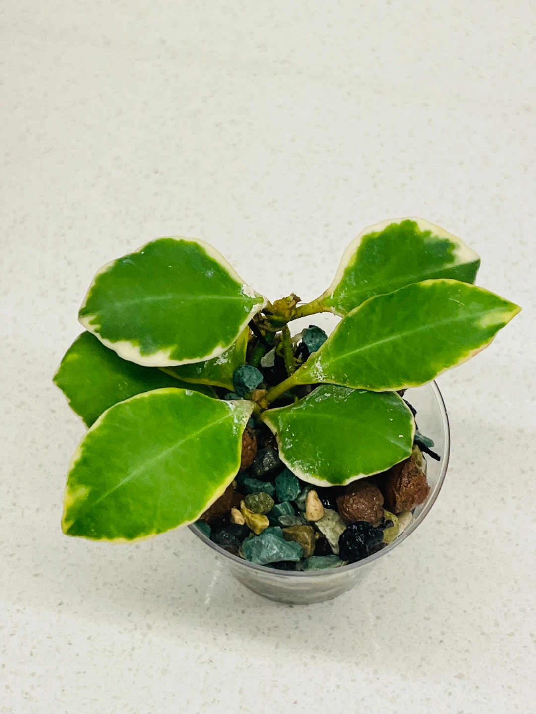 Rare Variegated Hoya Heuschkeliana 🌱