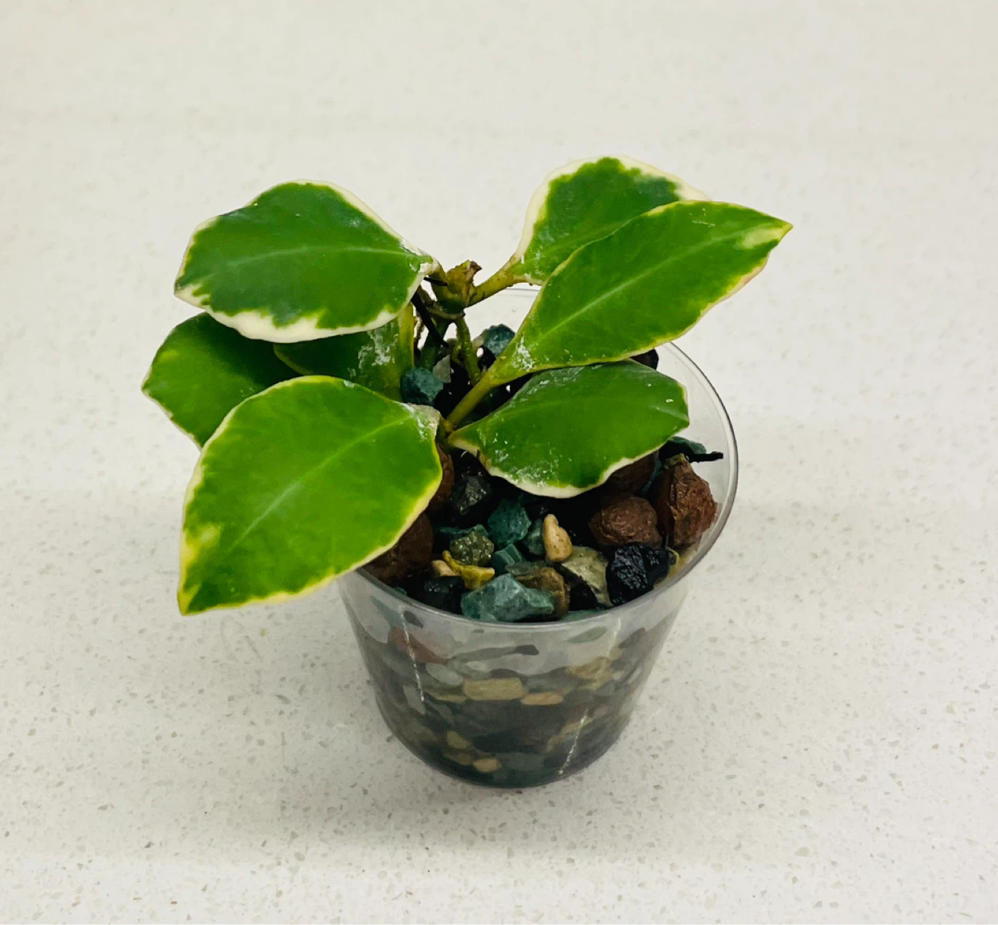 Rare Variegated Hoya Heuschkeliana 🌱 - photo 2