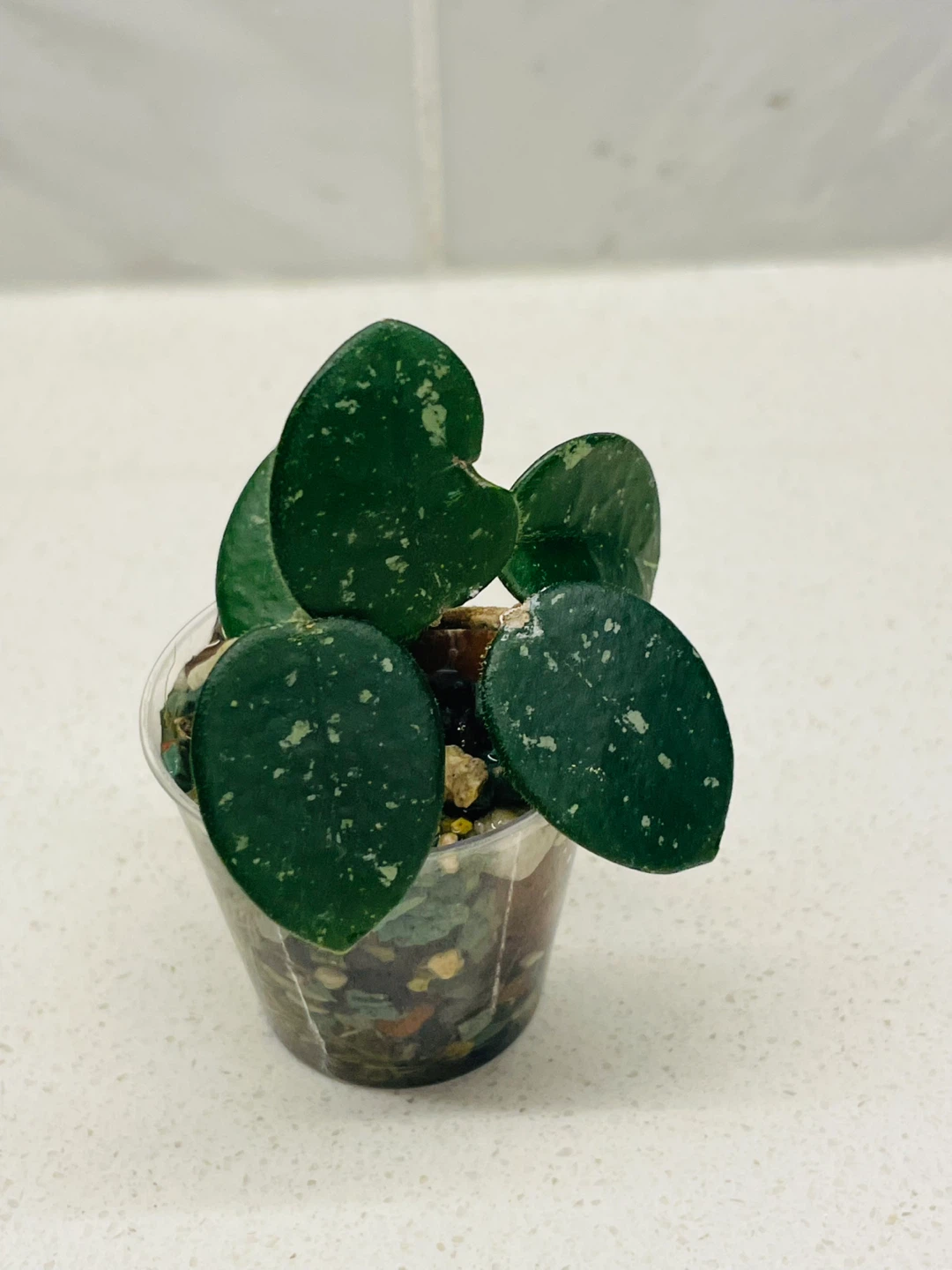 Hoya Mathilde (5 Leaves) 🌱 - photo 2