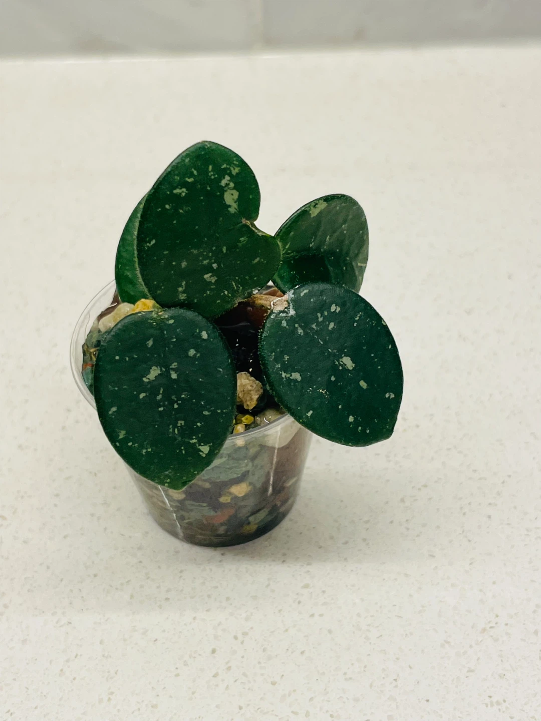 Hoya Mathilde (5 Leaves) 🌱 - photo 3