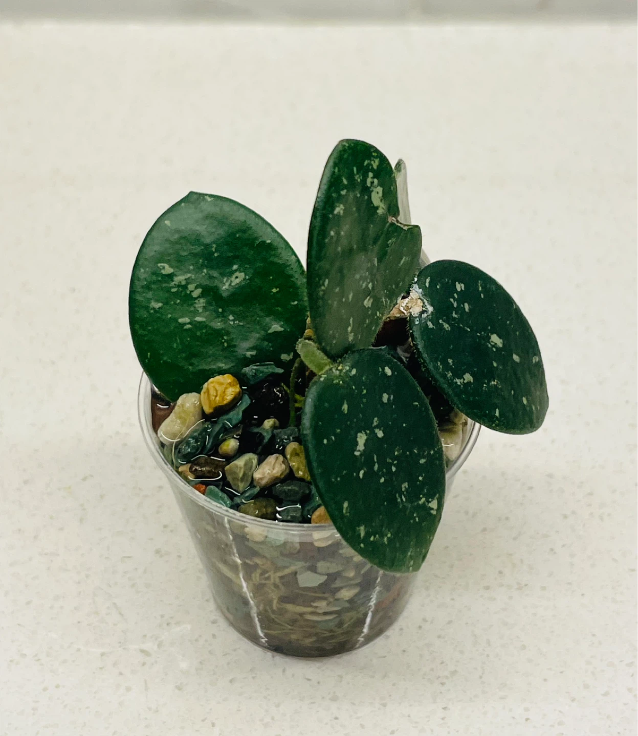 Hoya Mathilde (5 Leaves) 🌱