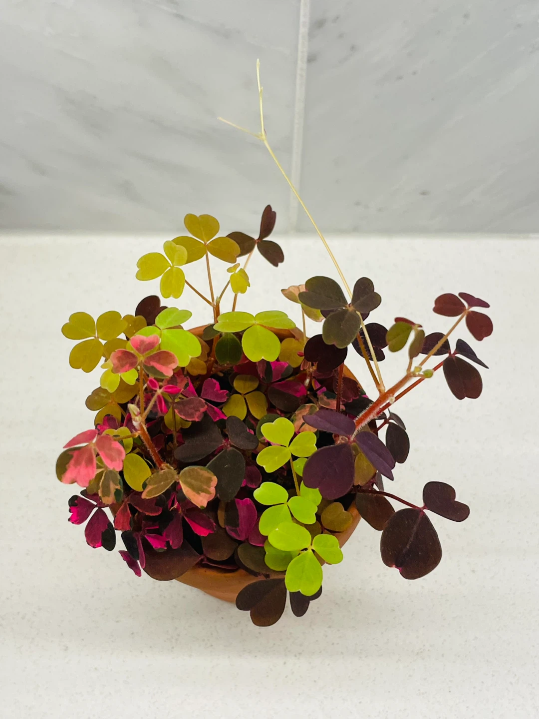 Tri-Color Oxalis (4" Pot) 🌱 - photo 2