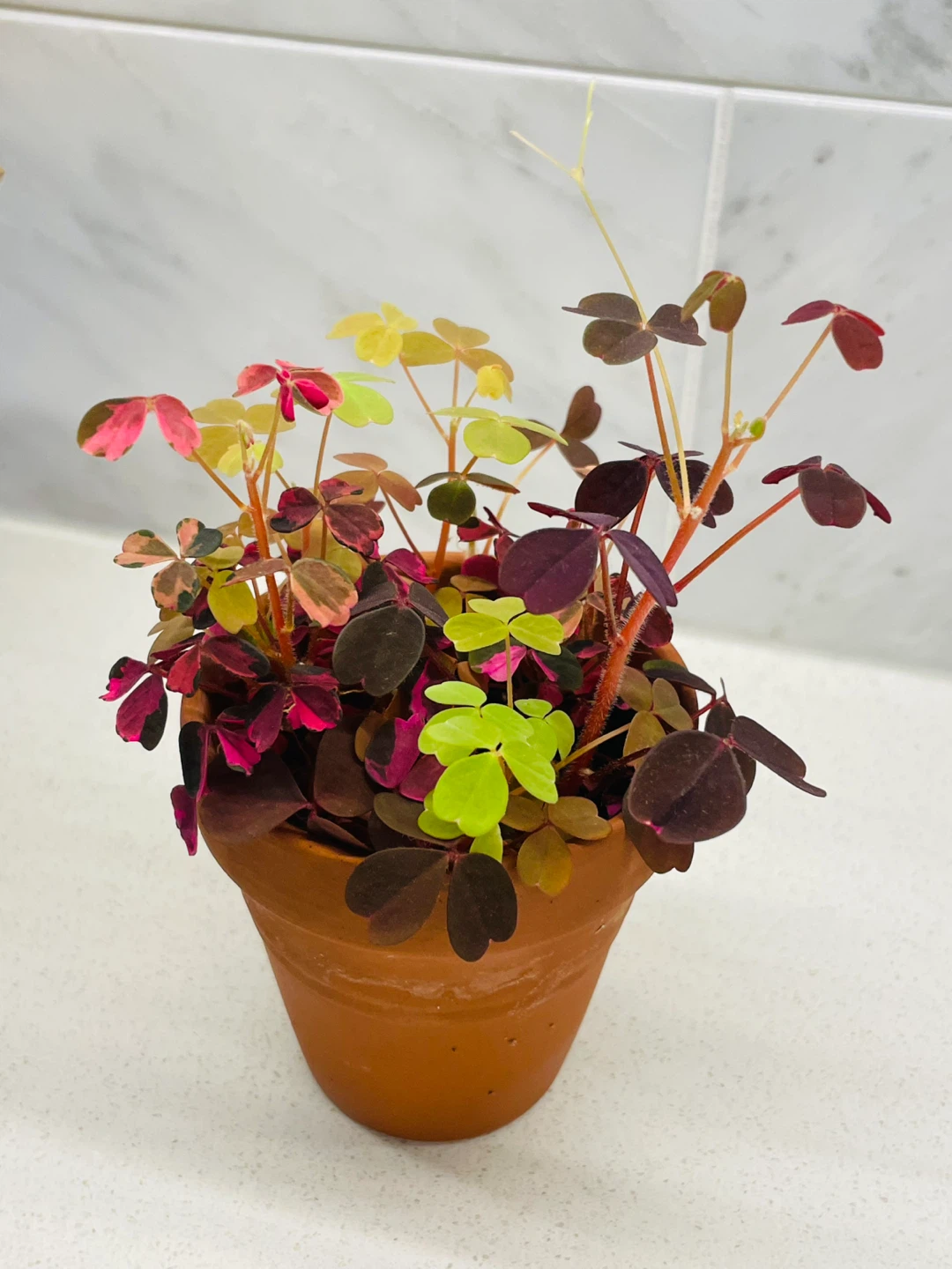 Tri-Color Oxalis (4" Pot) 🌱