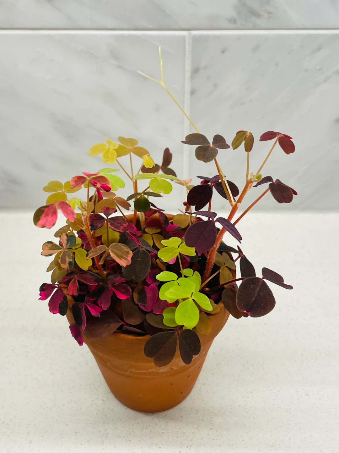 Tri-Color Oxalis (4" Pot) 🌱 - photo 3
