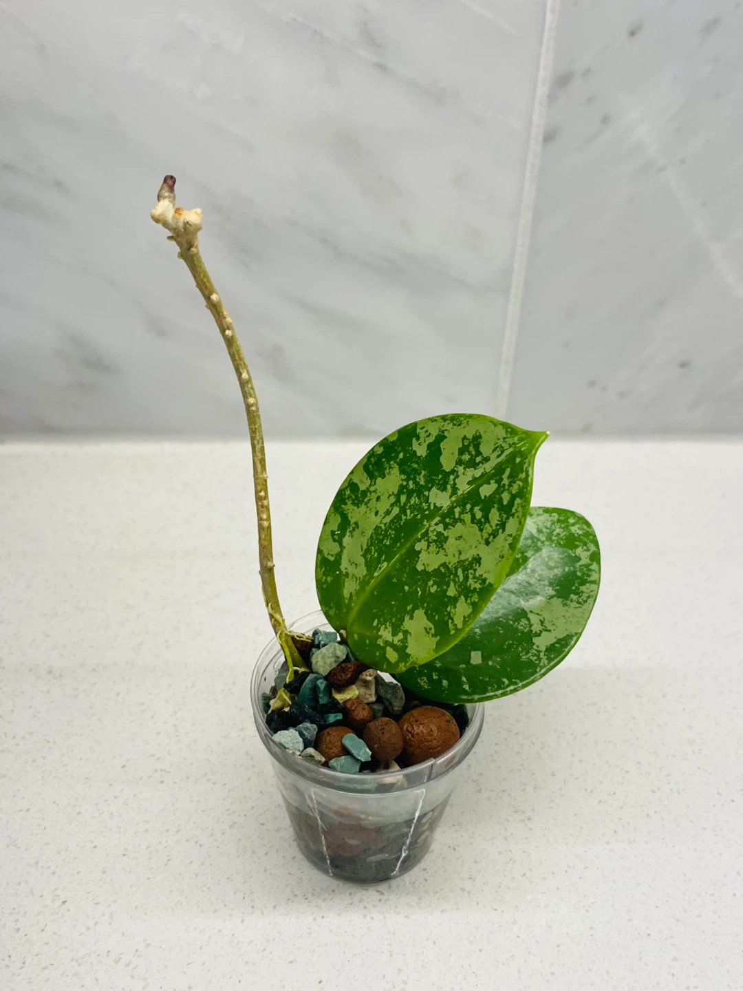 Hoya Verticillata Splash 🌱