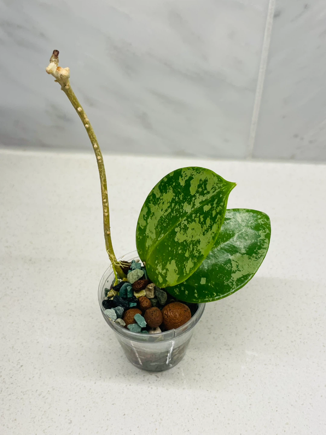 Hoya Verticillata Splash 🌱 - photo 3