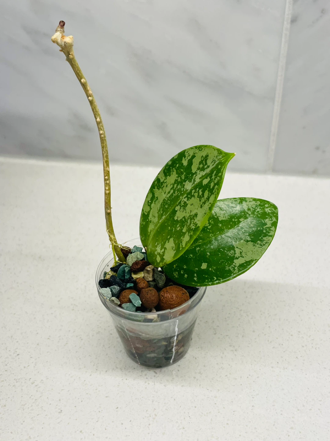 Hoya Verticillata Splash 🌱 - photo 2