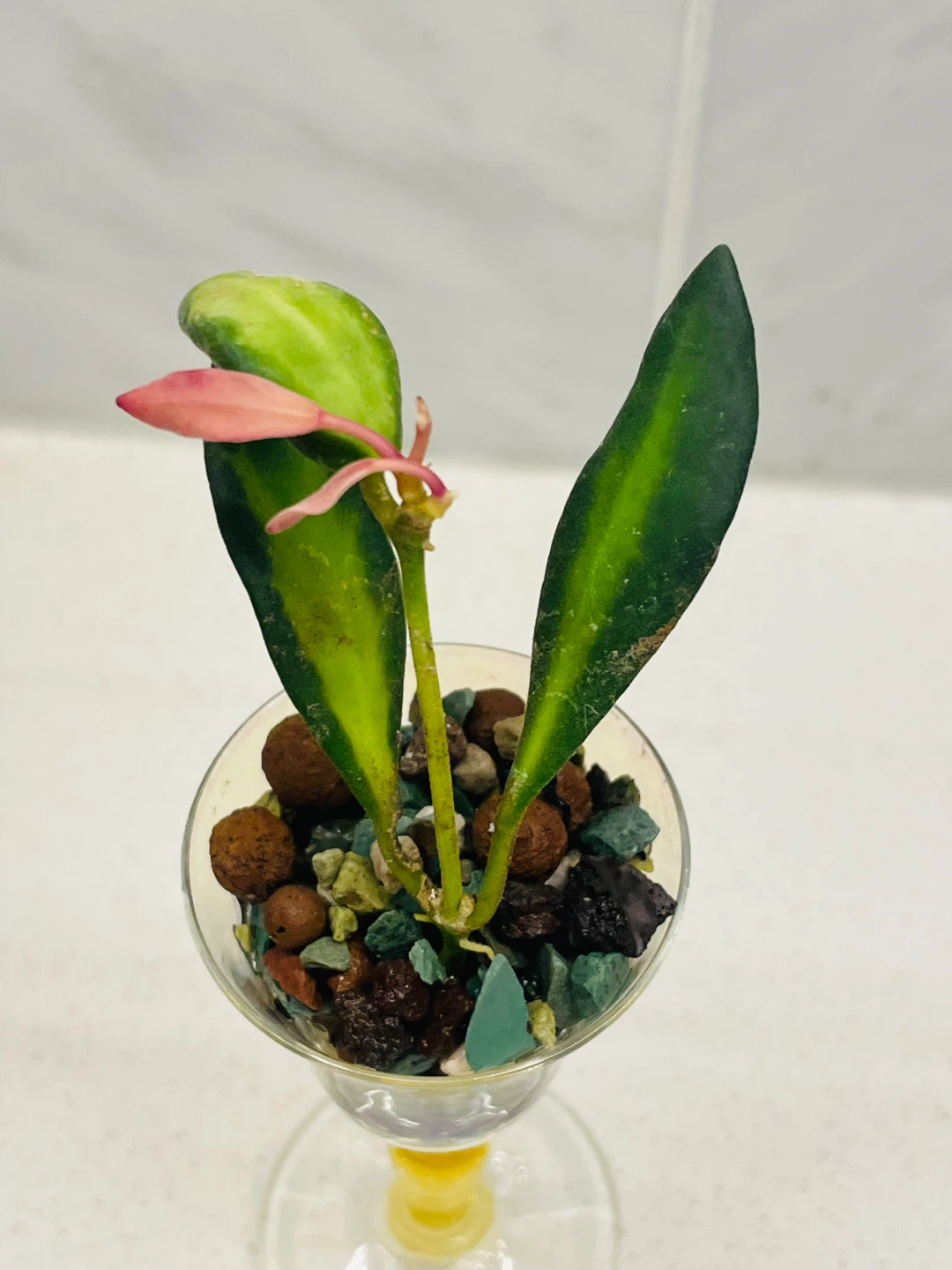Rare Variegated Hoya Burtoniae 🌱