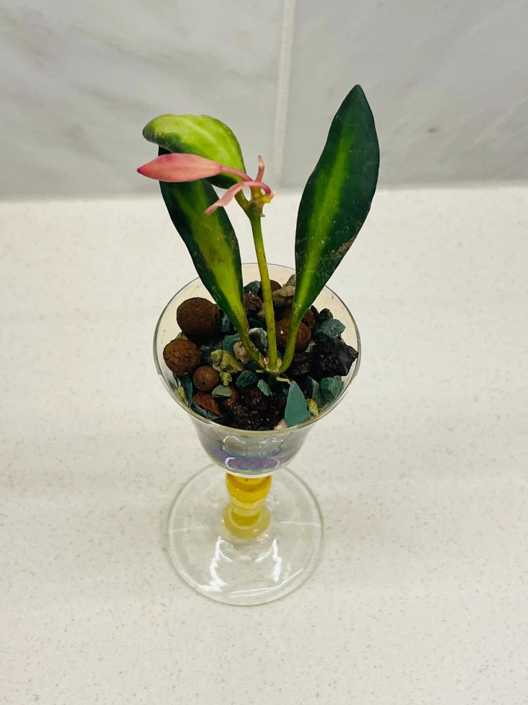 Rare Variegated Hoya Burtoniae 🌱 - photo 2