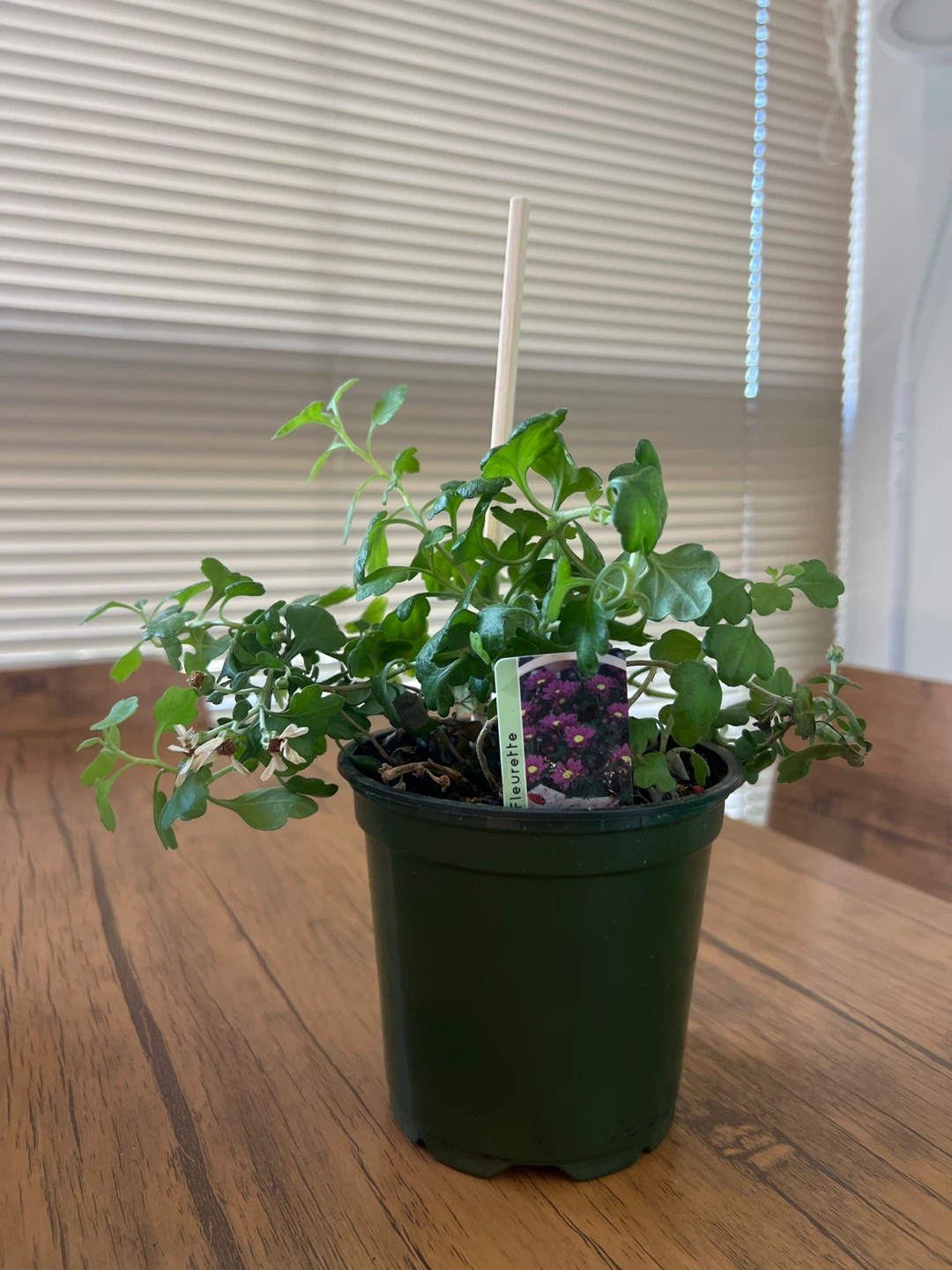 Flowering Plant in Green Pot