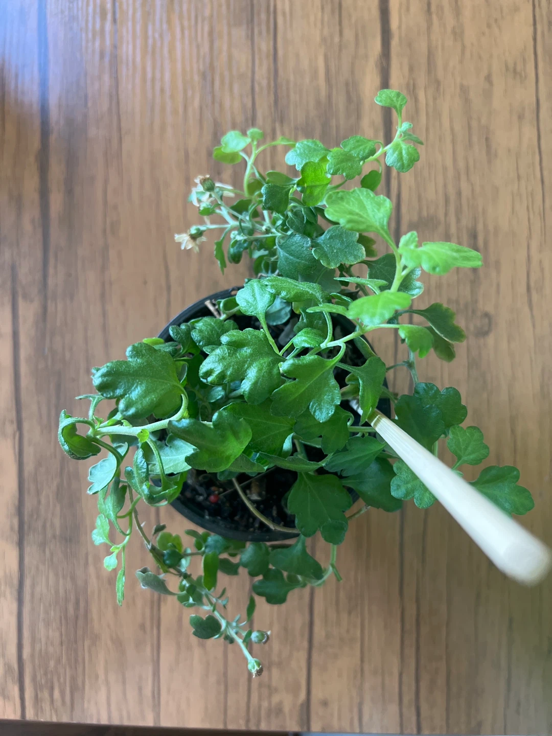 Flowering Plant in Green Pot - photo 3