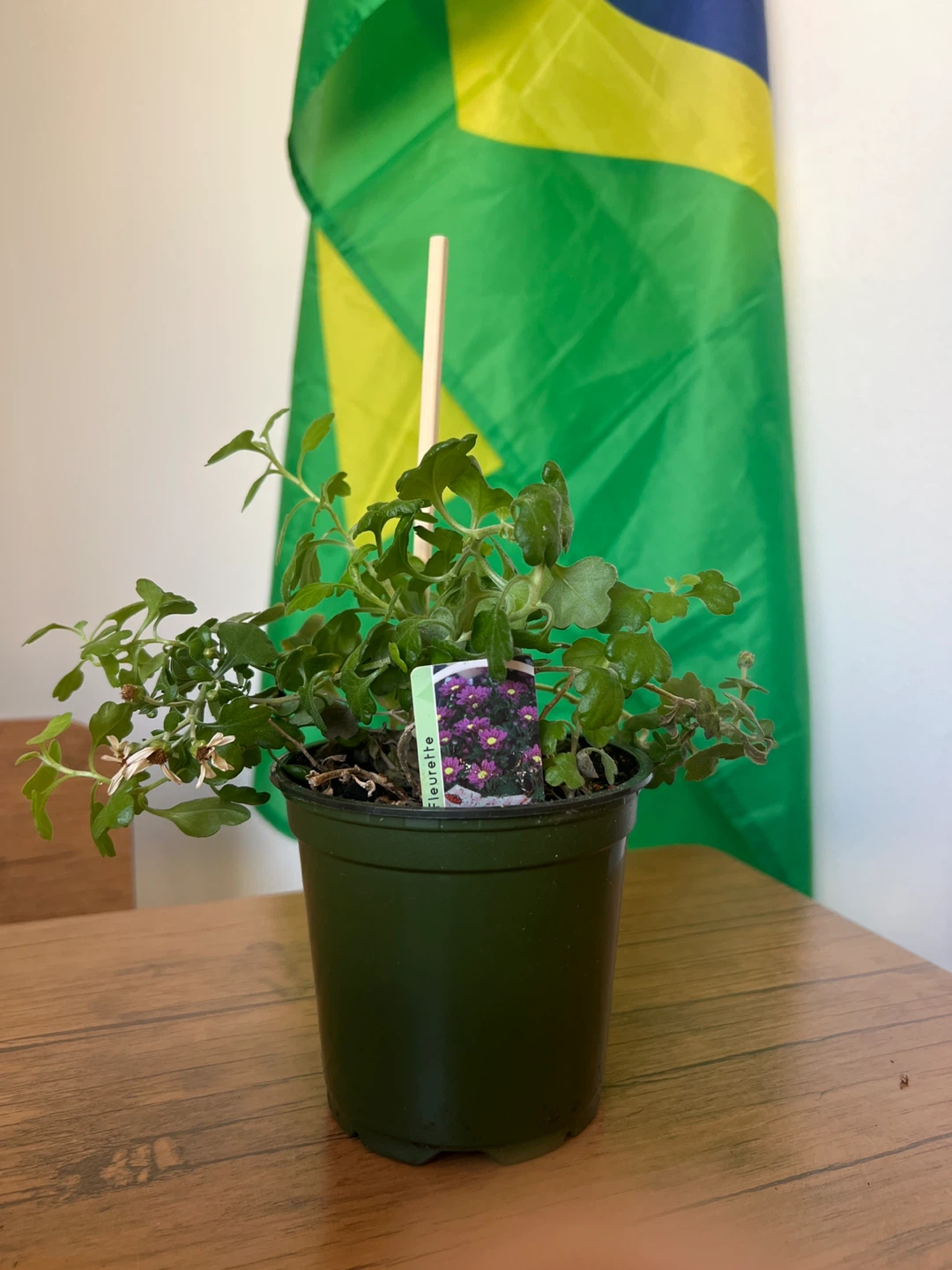 Flowering Plant in Green Pot - photo 2