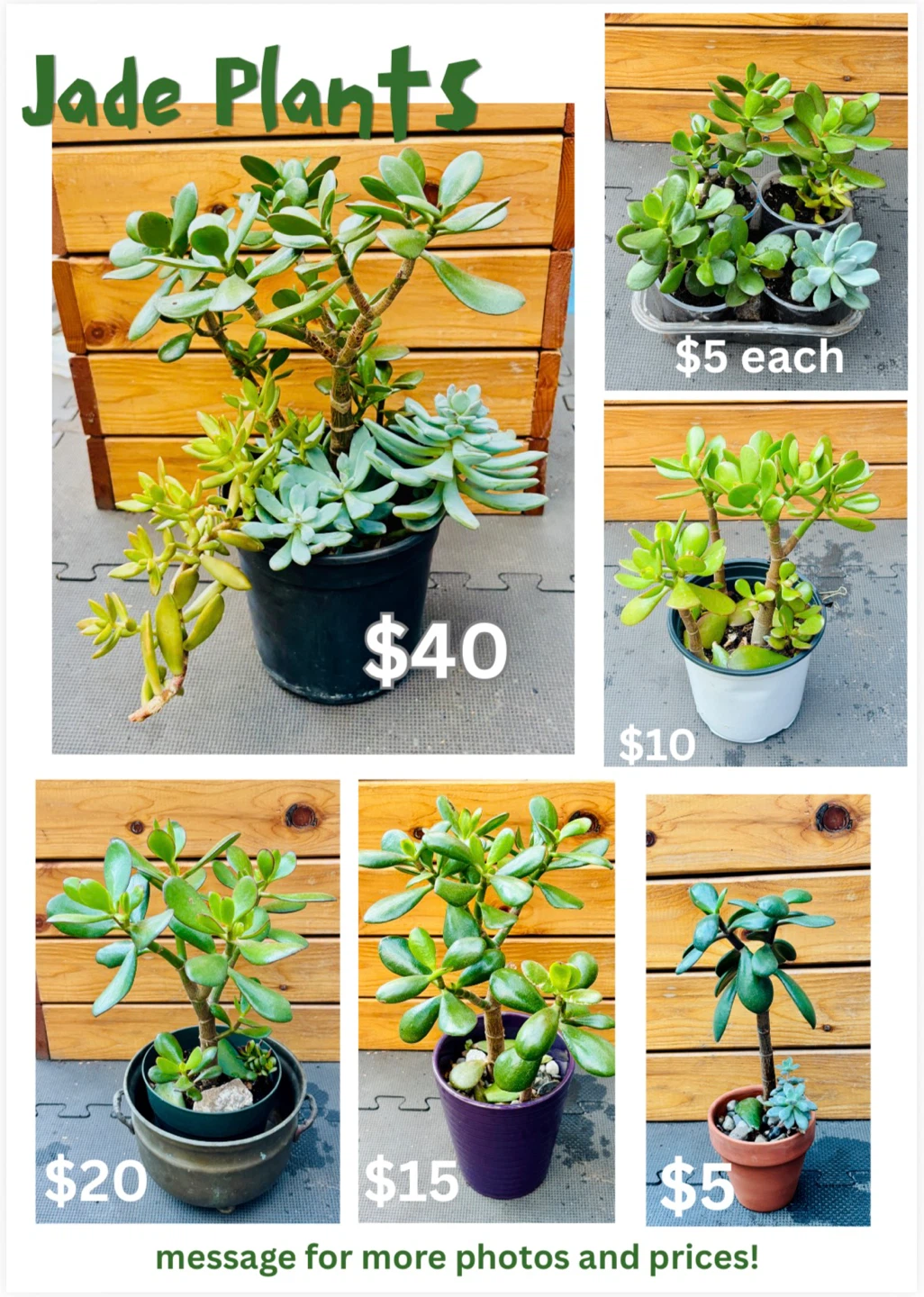 Jade Plant Assortment