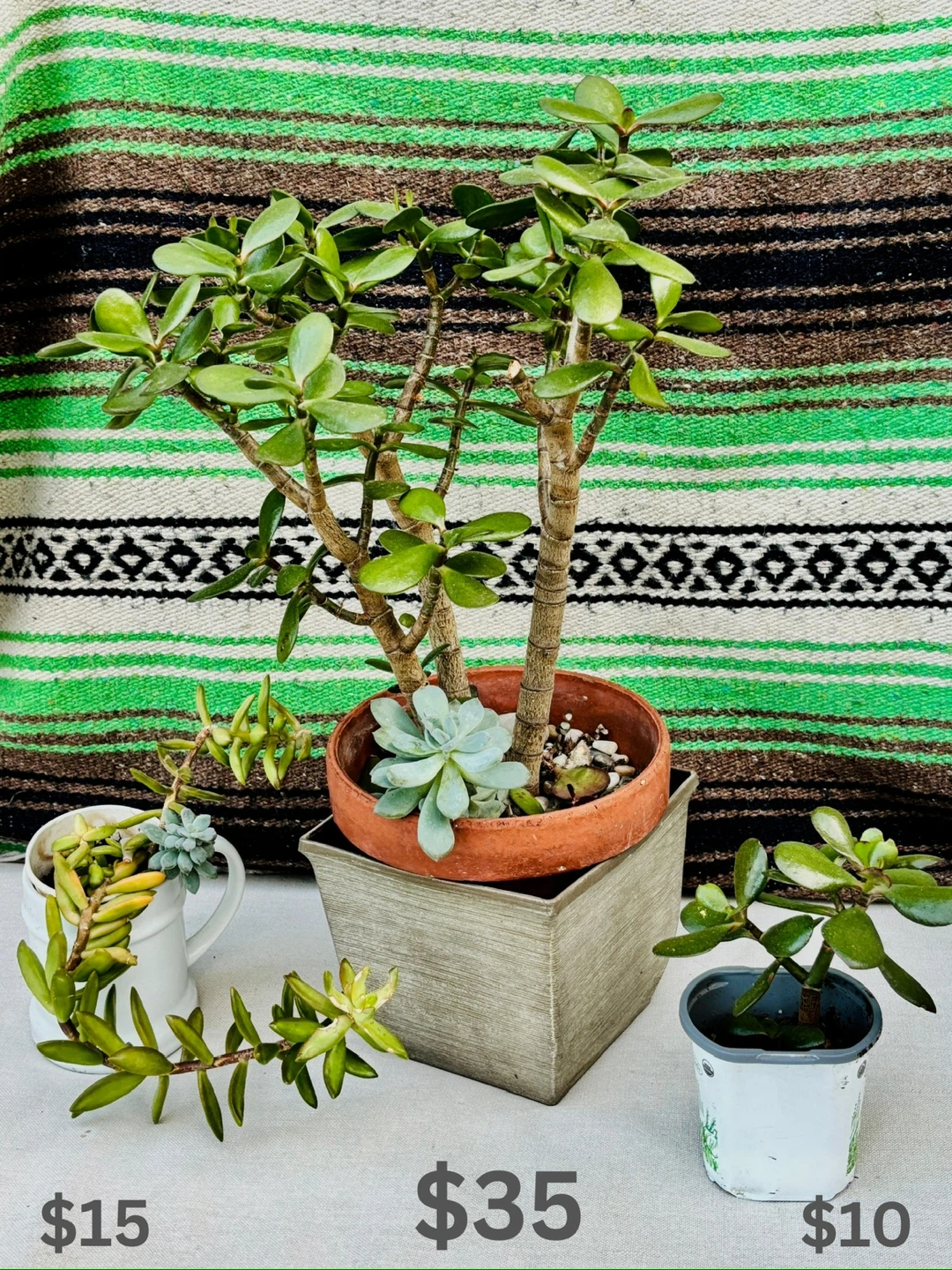 Jade Plant Assortment - photo 2