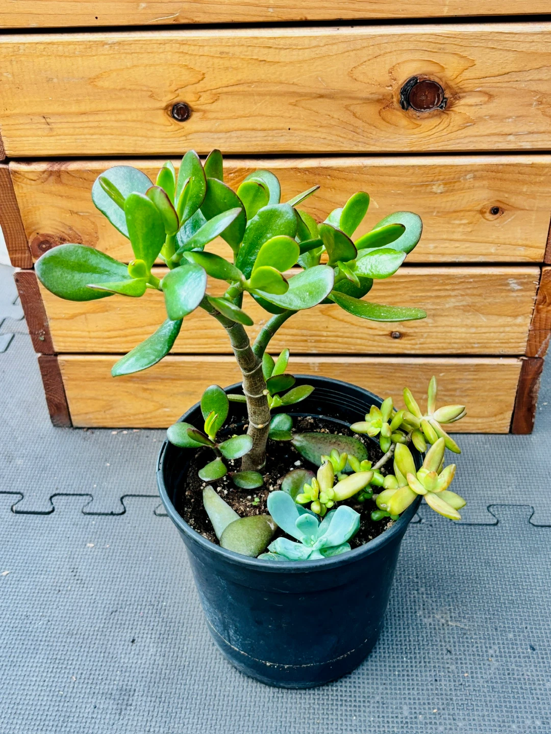 Jade Plant Assortment - photo 3