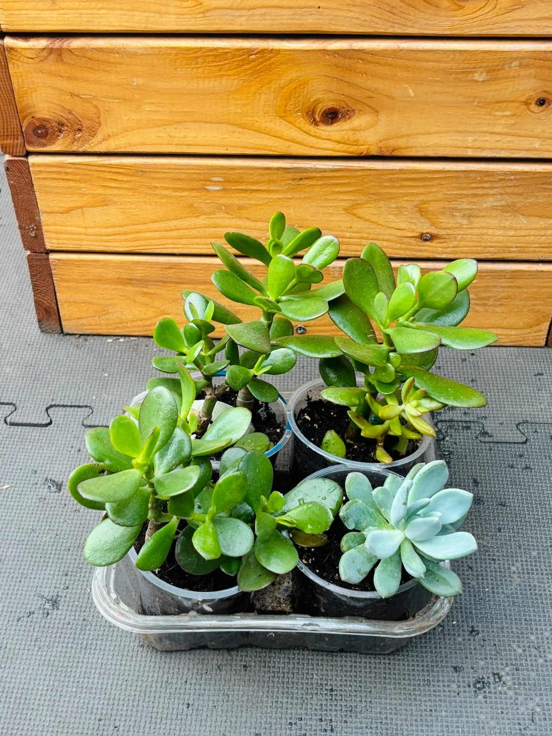 Jade Plant Assortment - photo 4