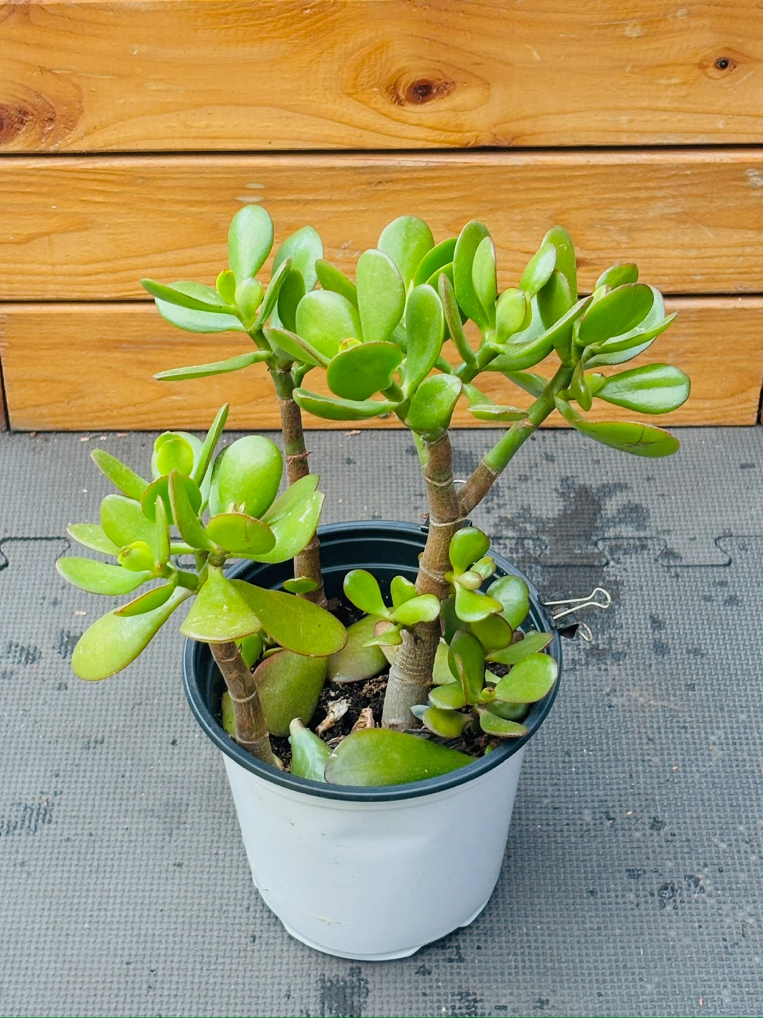 Jade Plant Assortment - photo 5