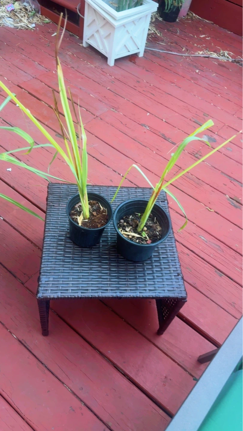 Healthy Lemongrass Plant in Pot - photo 2