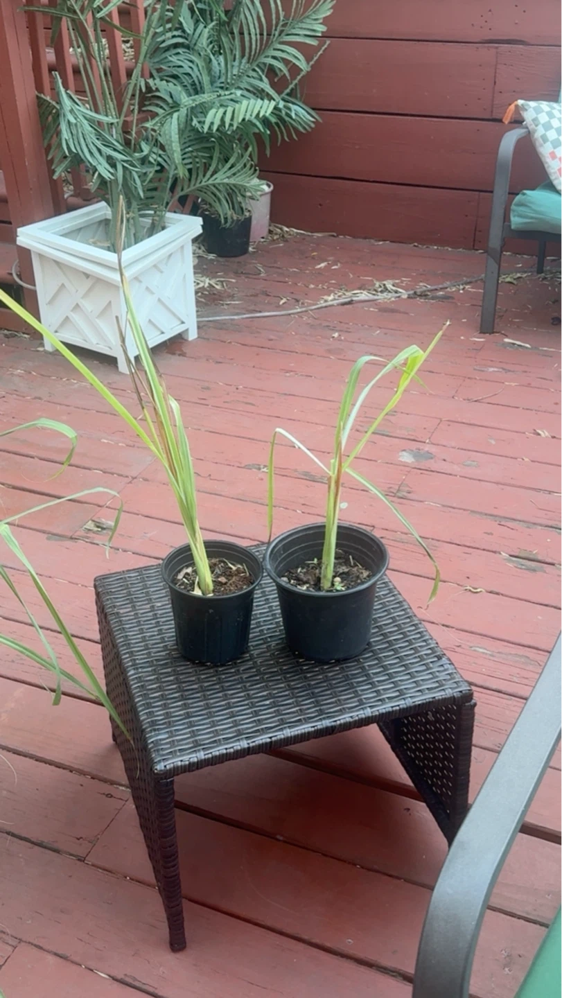 Healthy Lemongrass Plant in Pot - photo 3