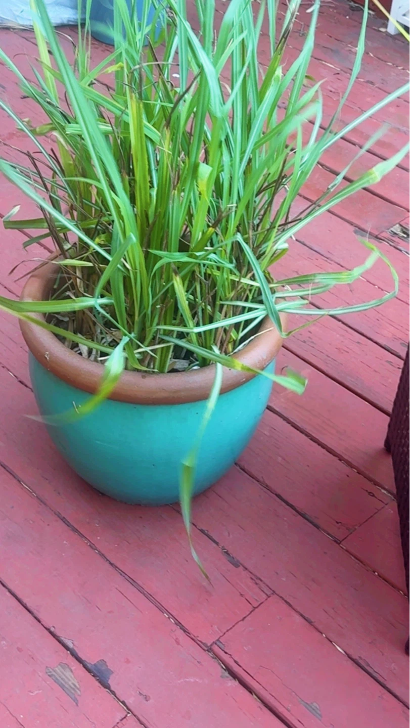 Healthy Lemongrass Plant in Pot