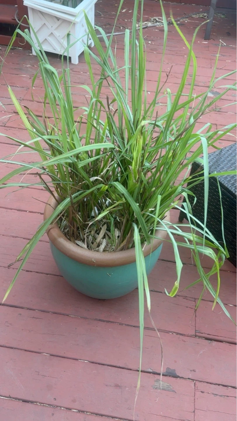 Healthy Lemongrass Plant in Pot - photo 4