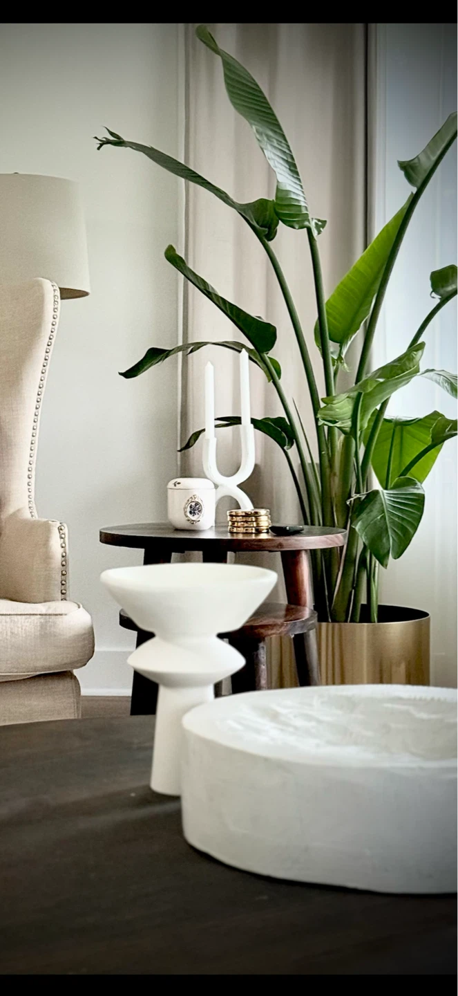 Indoor banana tree (paradise) tall