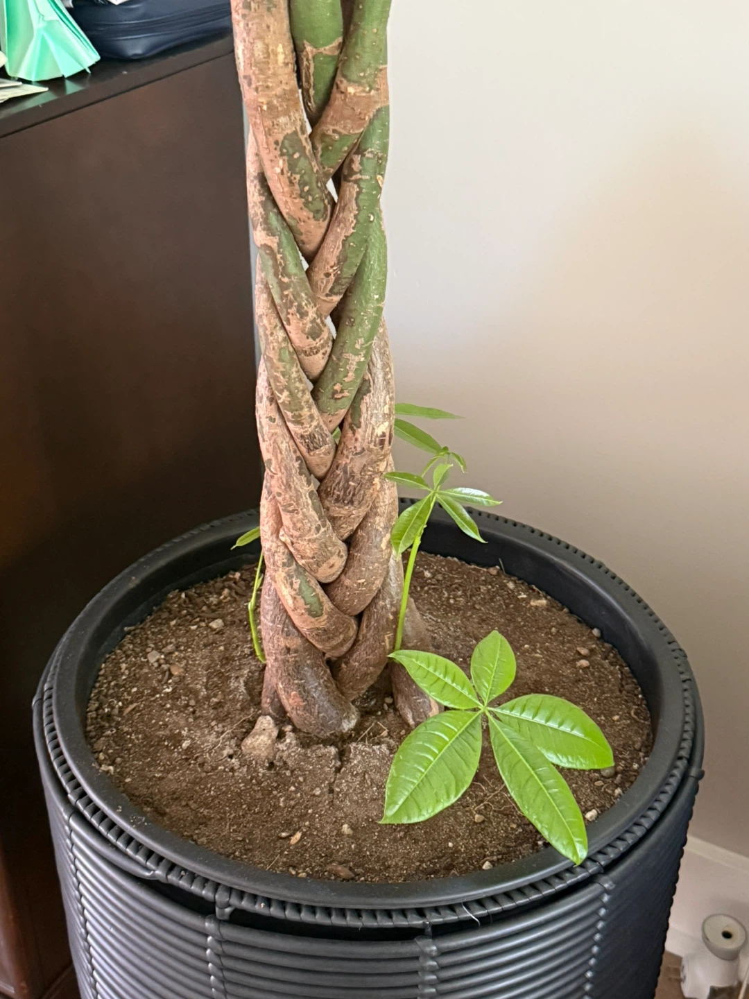 Braided Money Tree Plant-tall - photo 2