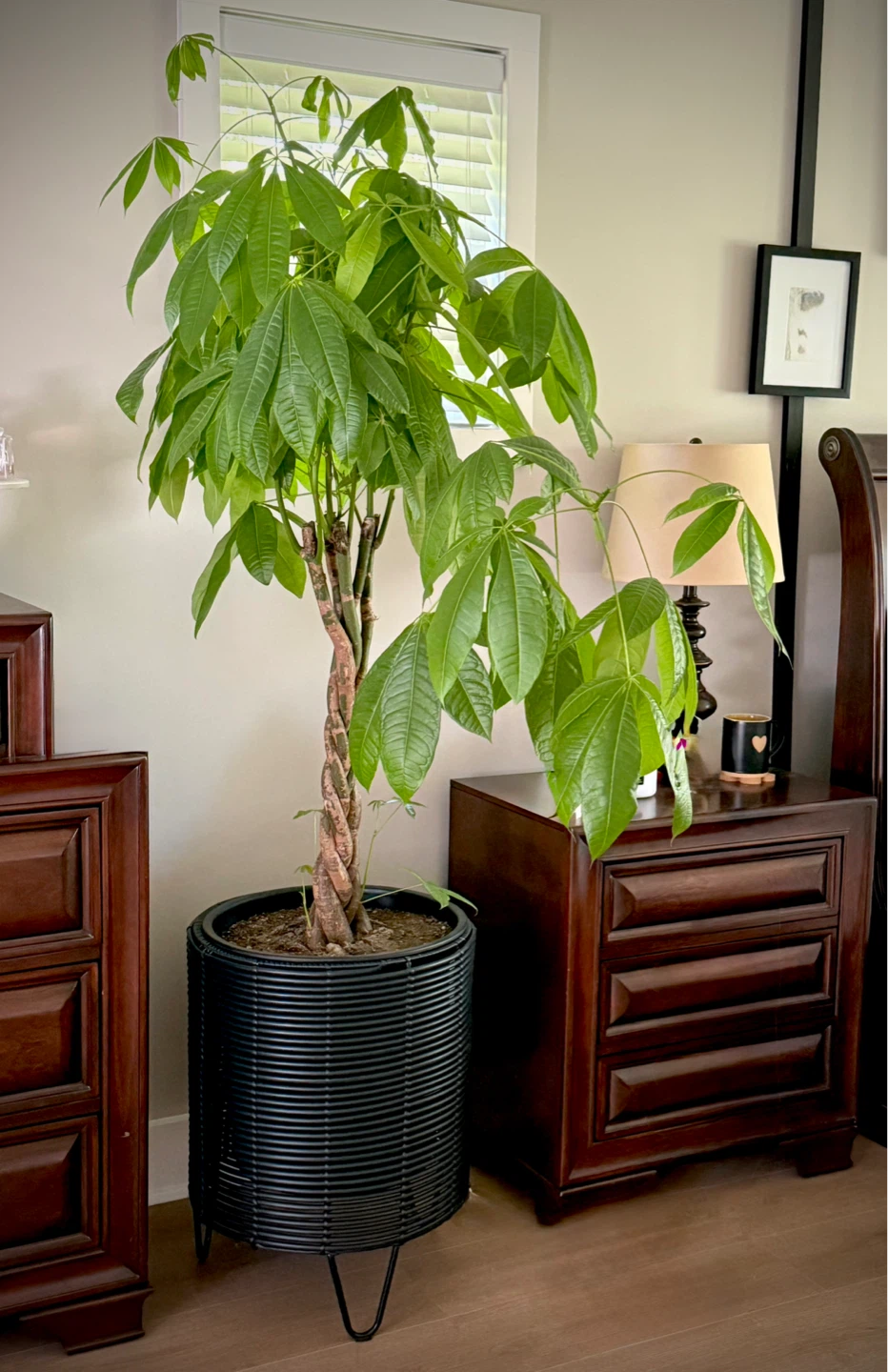 Braided Money Tree Plant-tall
