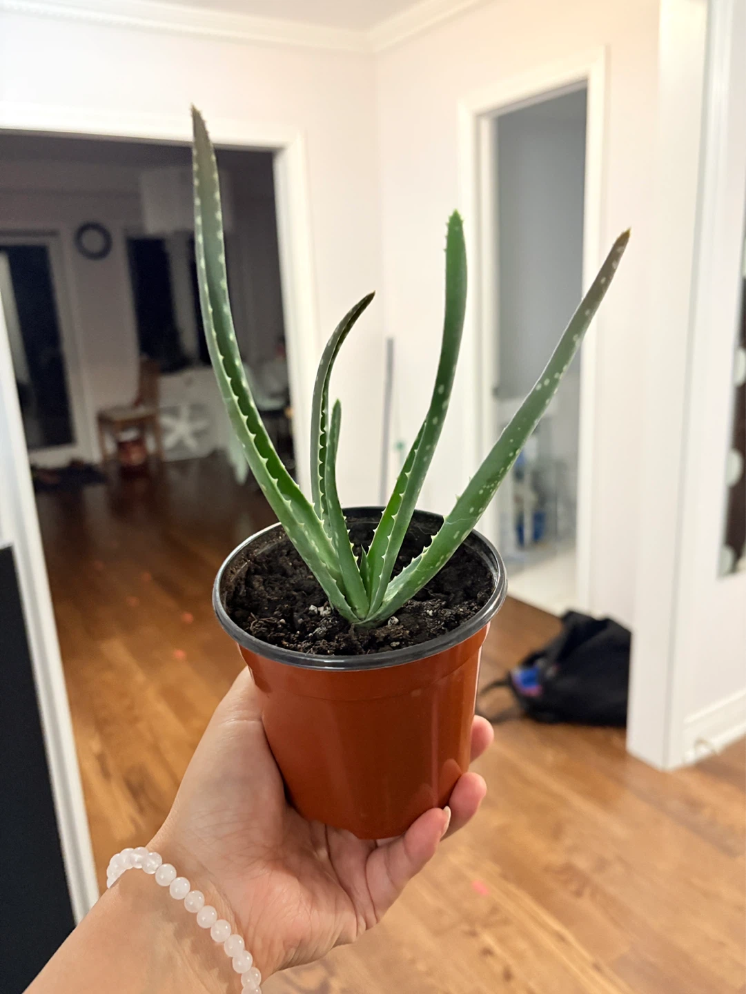 Aloe Vera Plants - photo 4