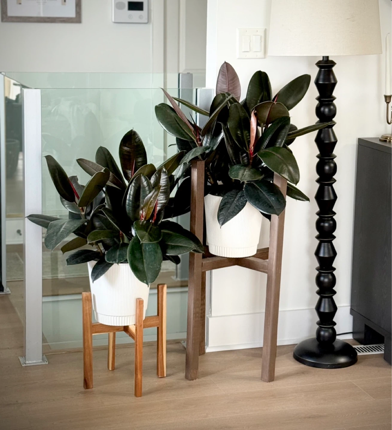 Rubber Plant (ficus )in White pot
