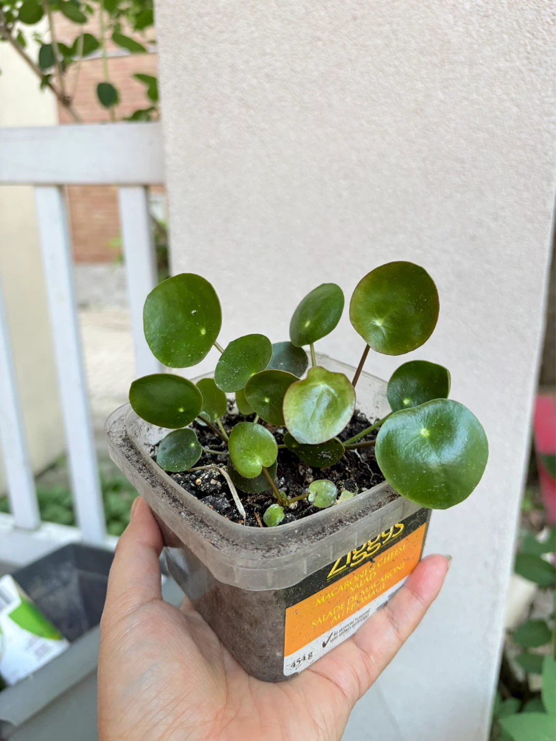 Pilea Peperomioides Plant (Chinese Money Plant)