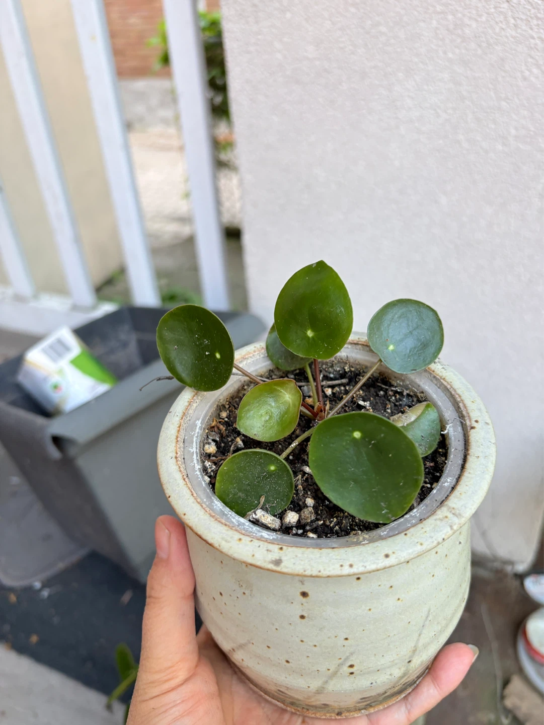 Pilea Peperomioides Plant (Chinese Money Plant) - photo 2
