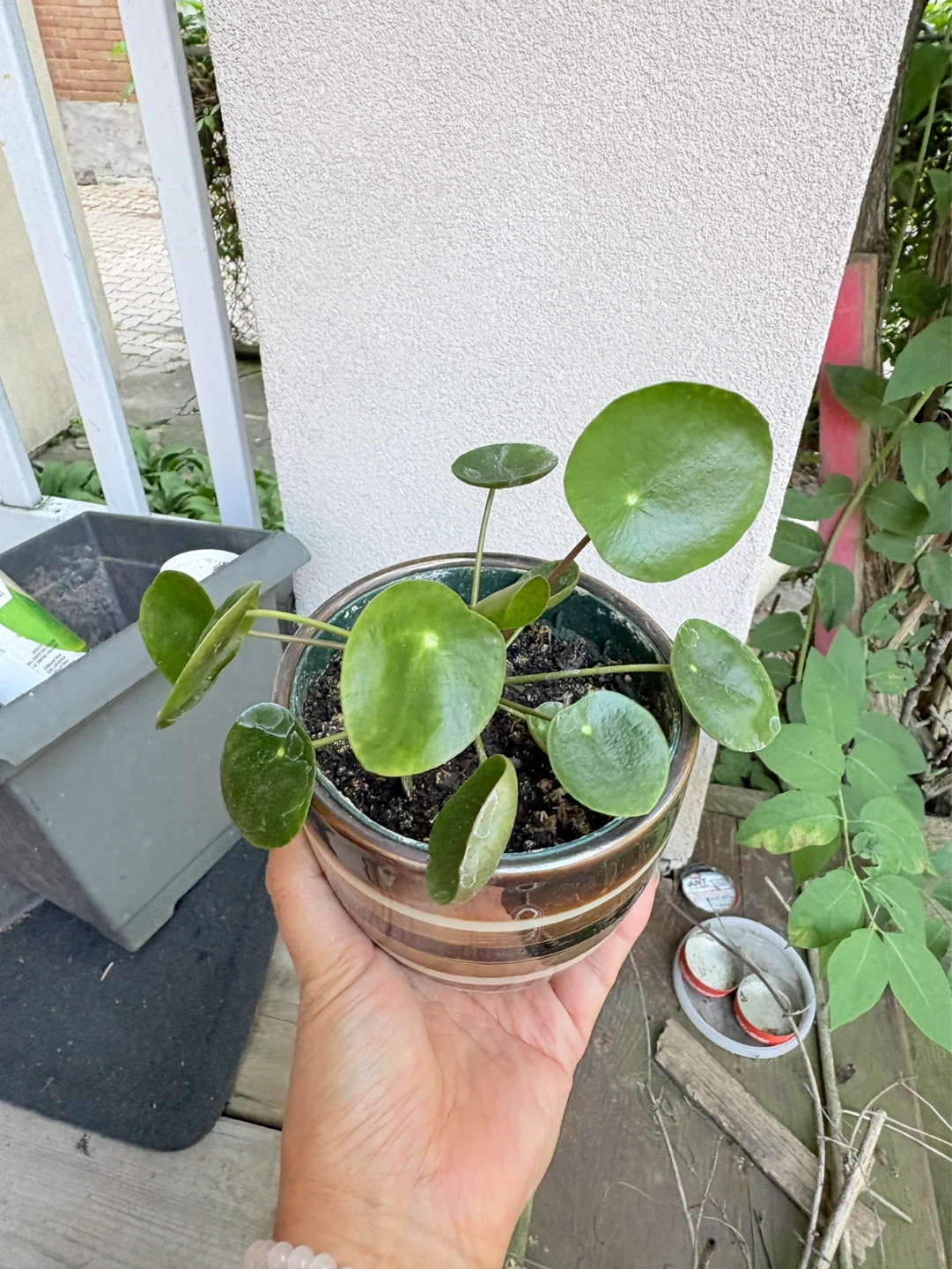 Pilea Peperomioides Plant (Chinese Money Plant) - photo 3