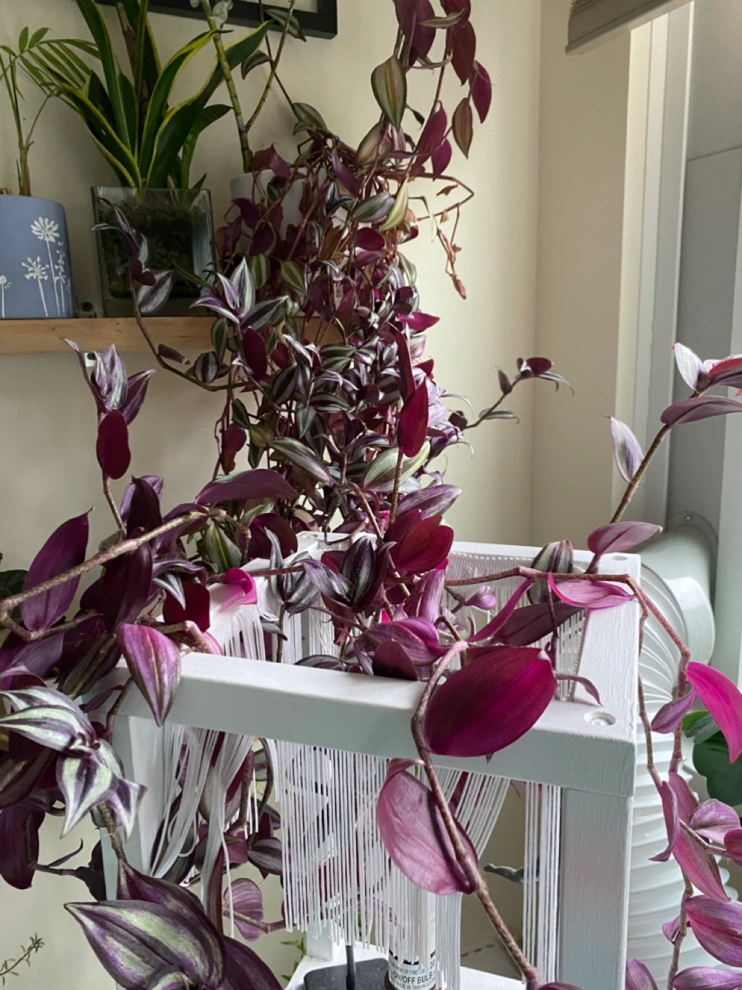 Tradescantia Zebrina Plant