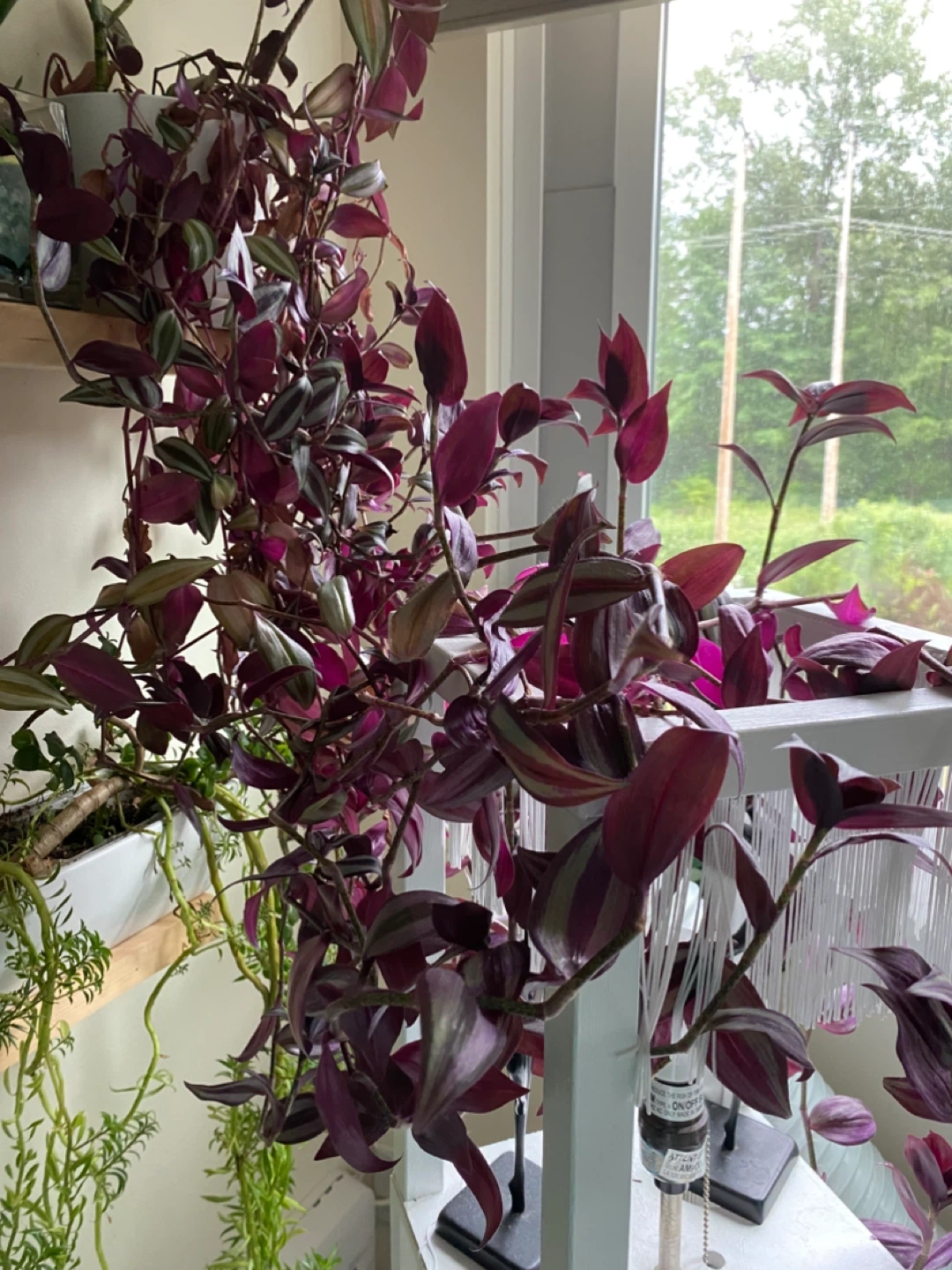 Tradescantia Zebrina Plant - photo 2