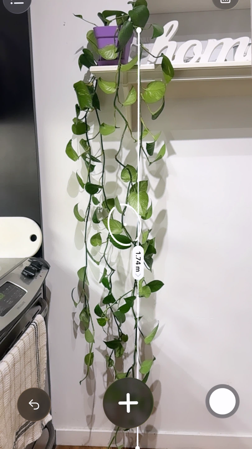 Pothos Plant🪴 - photo 5