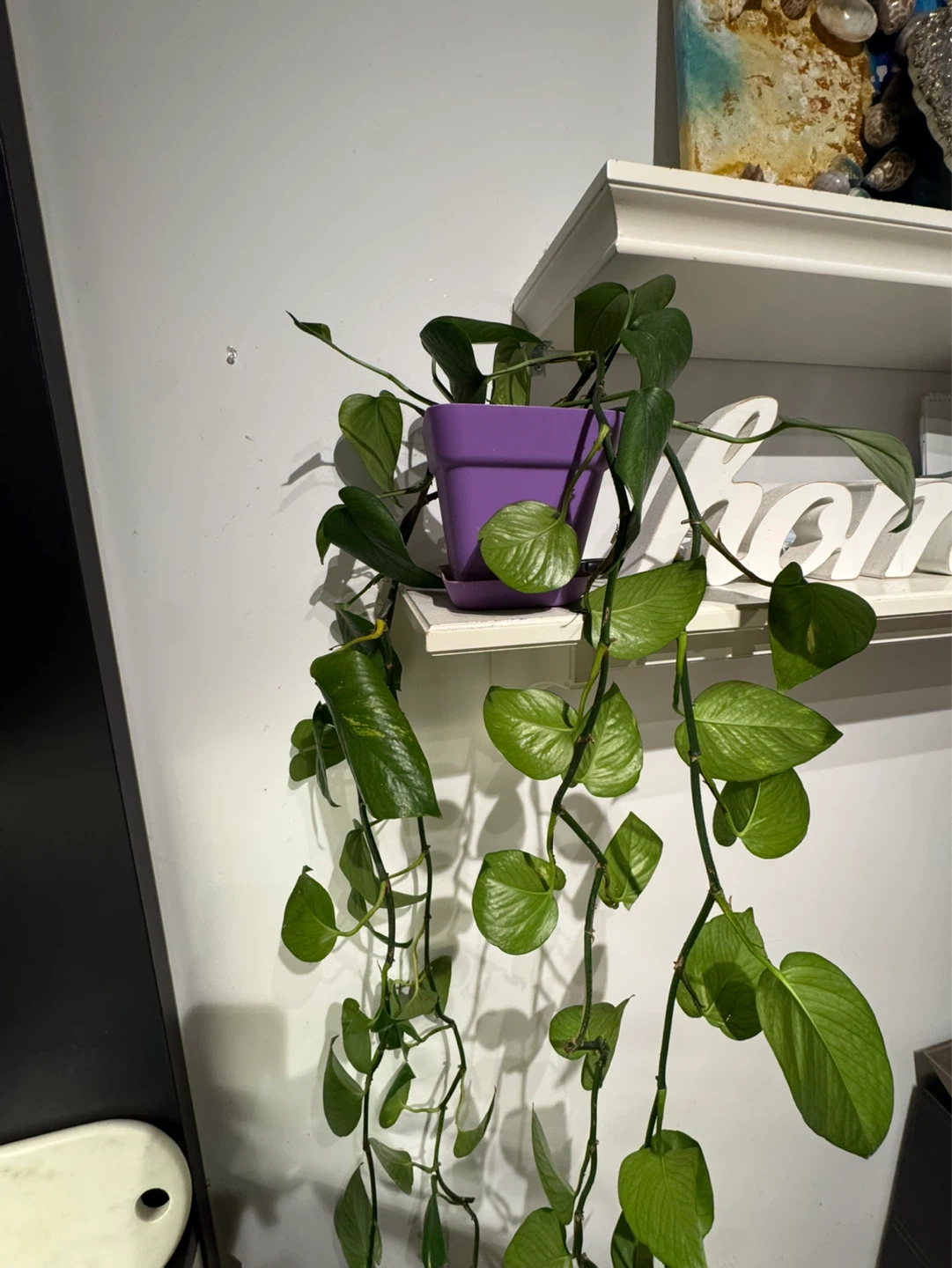 Pothos Plant🪴 - photo 2