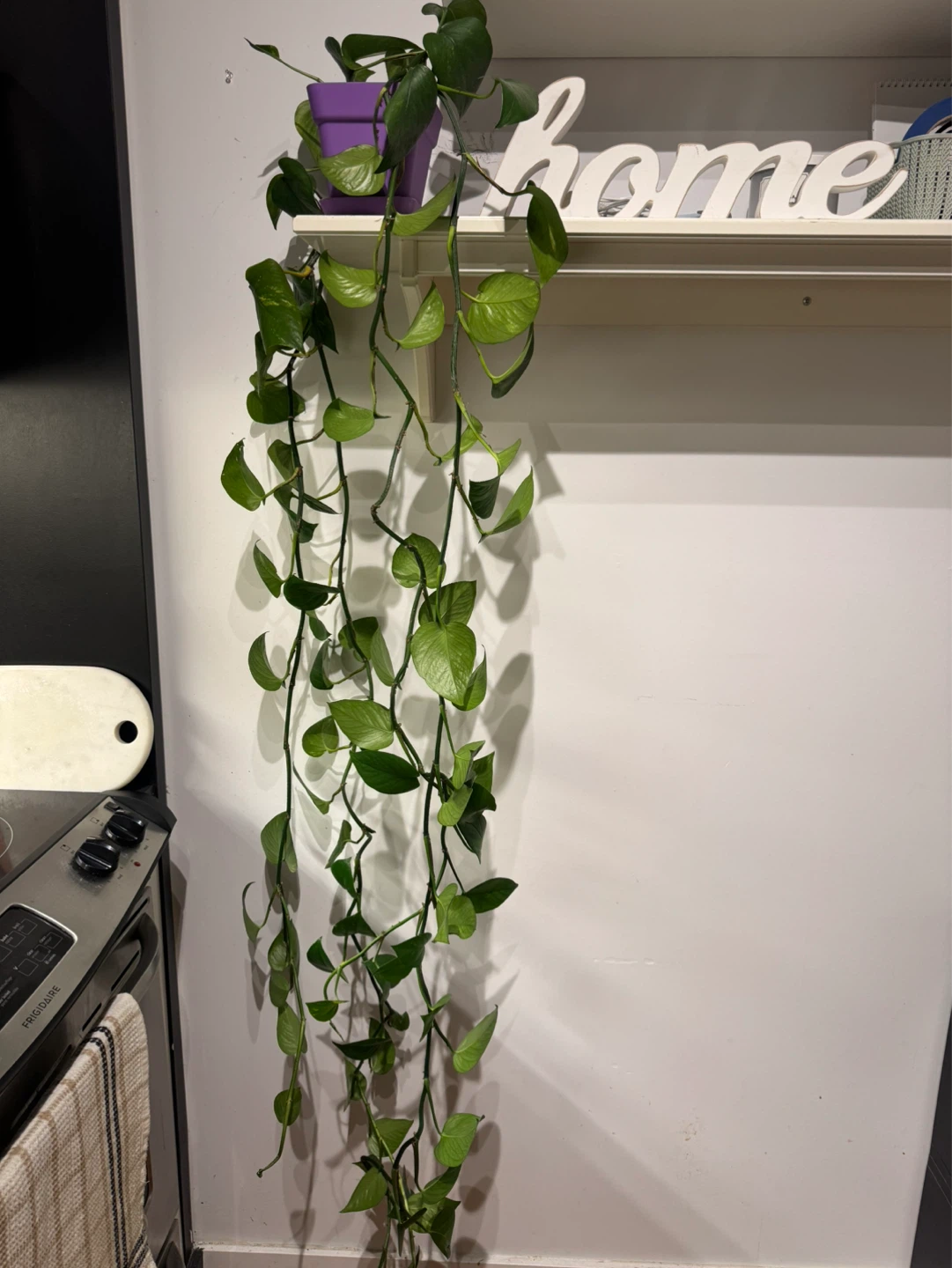 Pothos Plant🪴