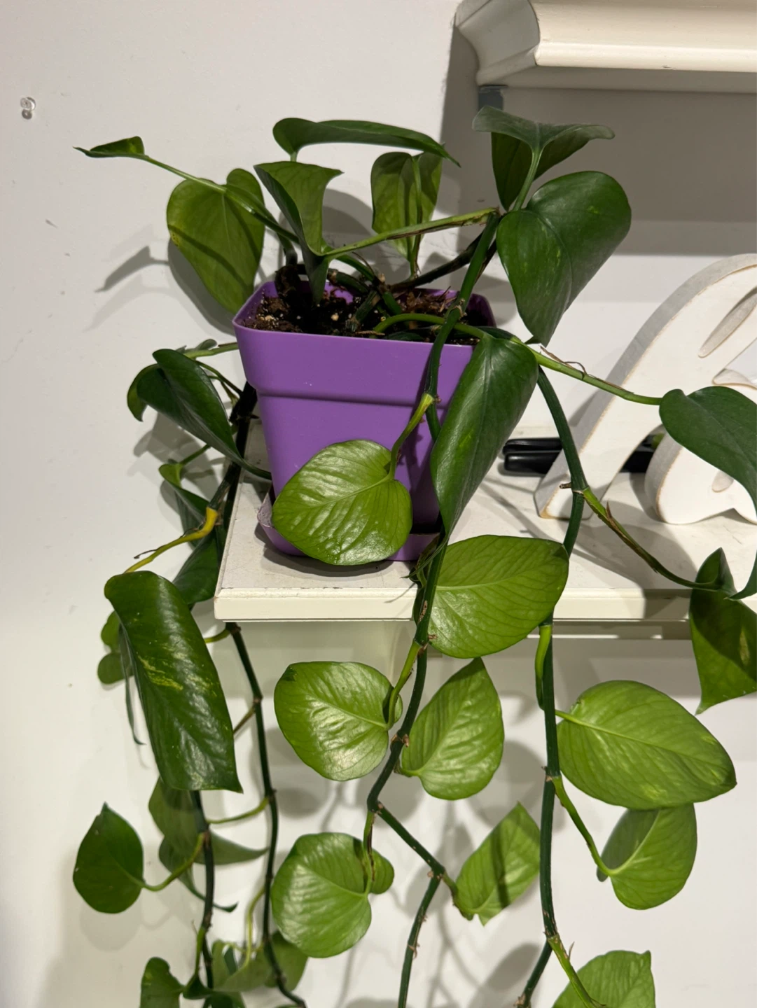 Pothos Plant🪴 - photo 3