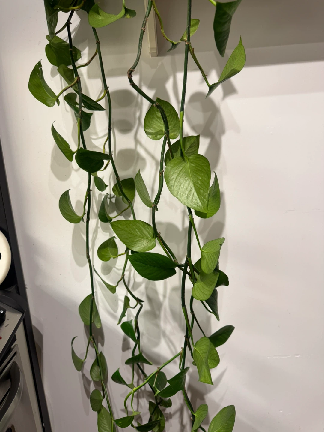 Pothos Plant🪴 - photo 4