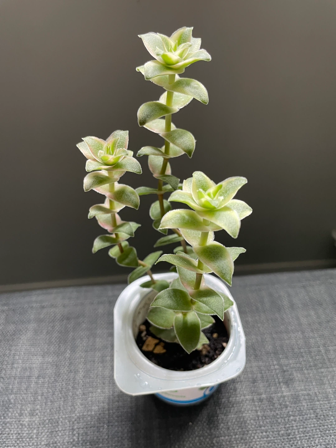 Variegated string of buttons