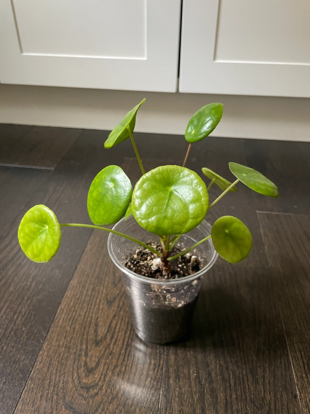 Chinese Money Plant