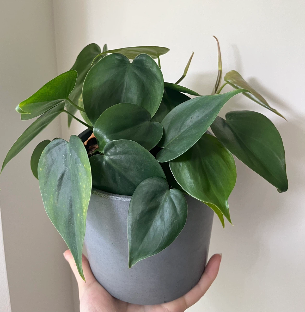 Healthy Heartleaf Philodendron Plant in 6” concrete pot