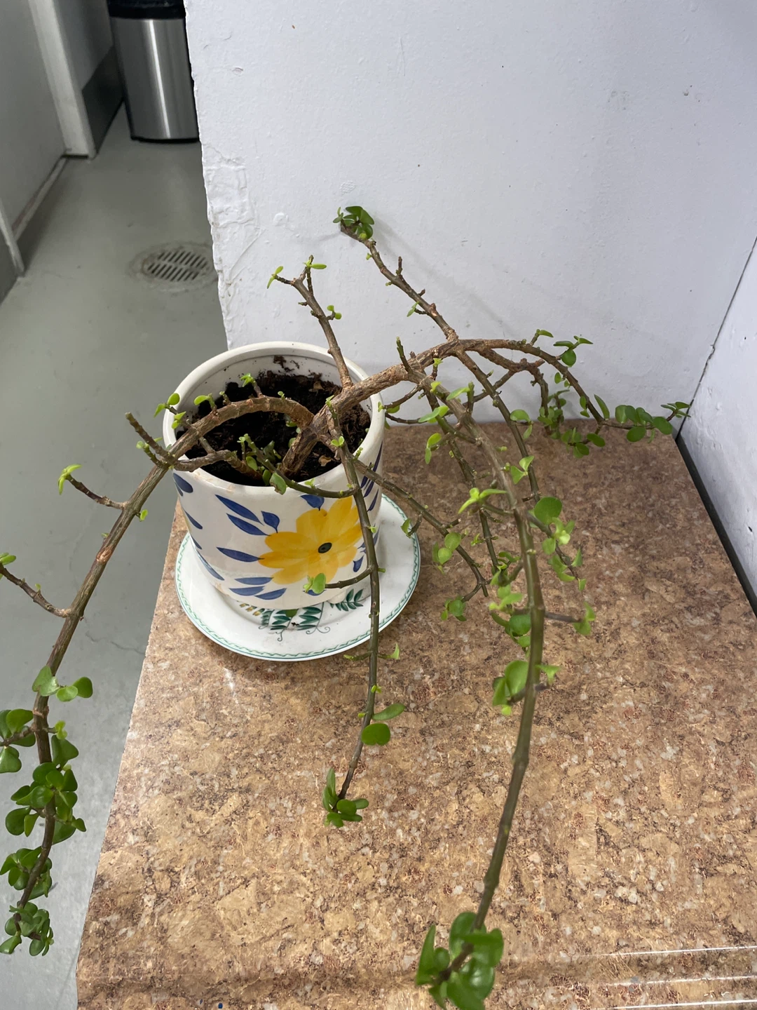 Elephant Bush Plant in Decorative Pot - photo 2