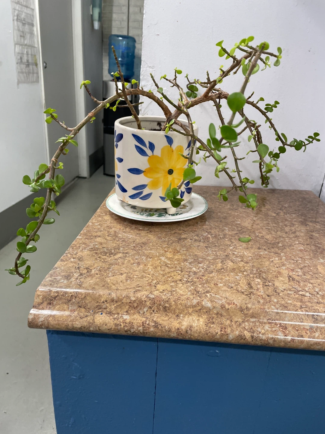 Elephant Bush Plant in Decorative Pot - photo 3